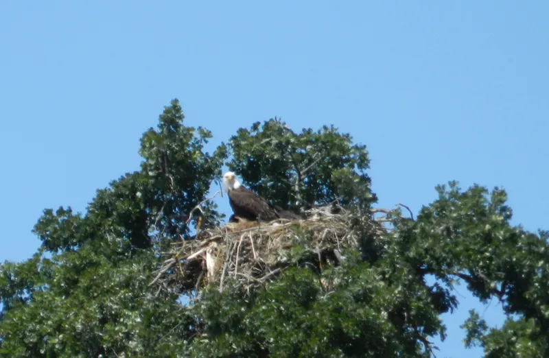 A bald eagle perched on its nest in a cottonwood above the San Joaquin River