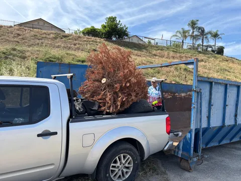 A RiverTree pickup loaded with a cleared dead tree backed up to a debris bin